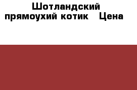 Шотландский прямоухий котик › Цена ­ 5 000 - Красноярский край, Красноярск г. Животные и растения » Кошки   . Красноярский край